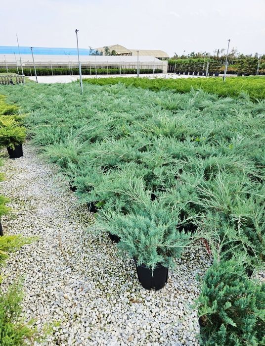 Vand plante ornamentale