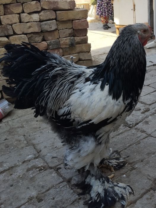 Тёмни пух хурозла сотилади.