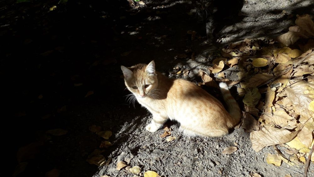 Котята крысыловы