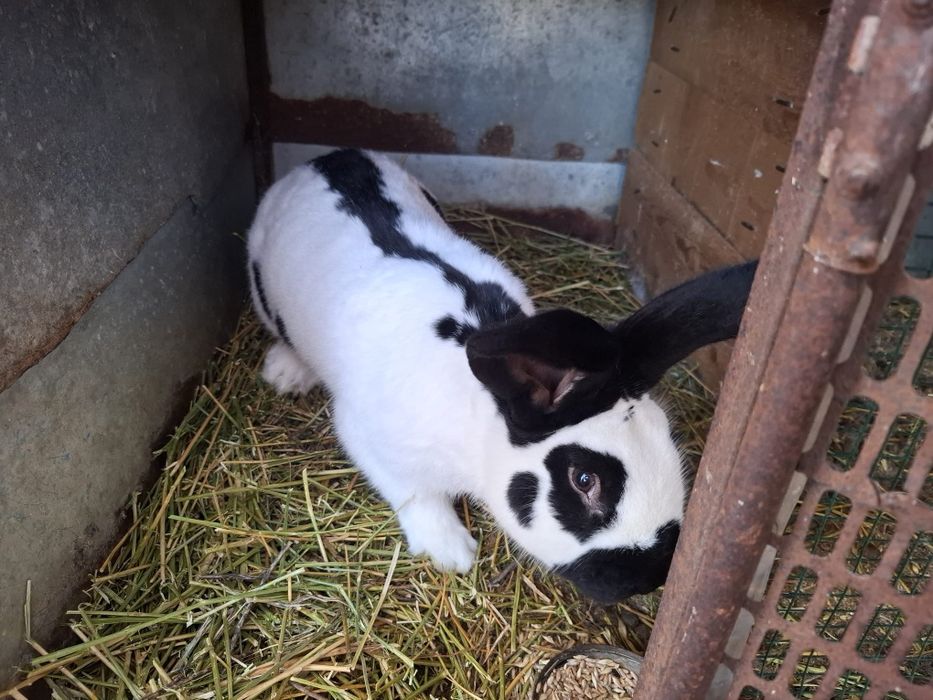 Iepuri Urias Pestrit German