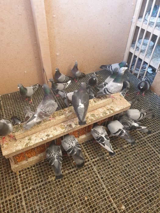 Porumbei voiajori matca! Linii de la mari crescatori