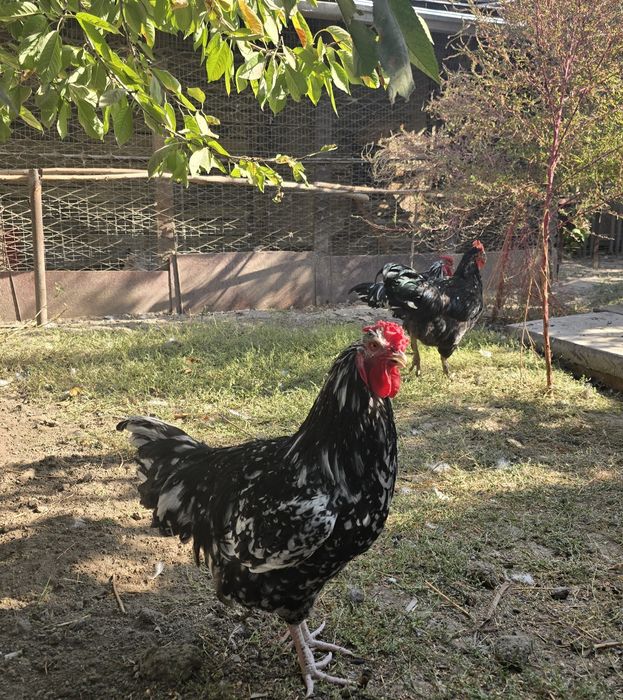 Молодые петухи породы Австралорп, 4 месяца