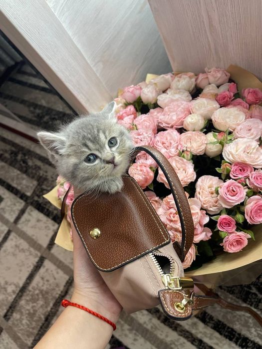 Mushukchalar Sotiladi