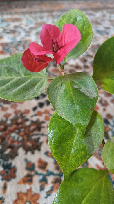 Продам цветок бугенвиллия комнатная