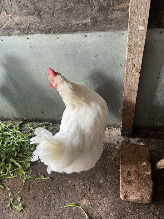 Găini de țară din 2024