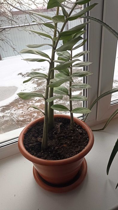 Продам домашний цветок Замиокулькас (долларовый цветок)