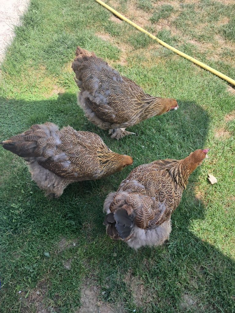 De vânzare familie Brahma Potarnichiu