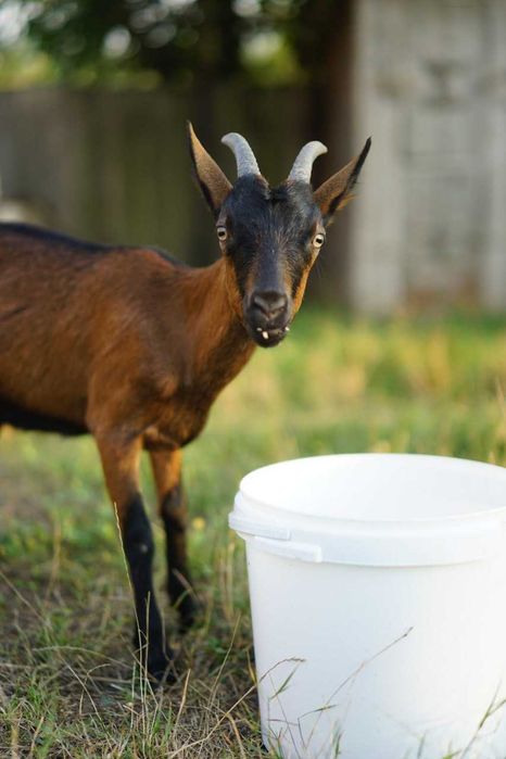 Vand caprita/iada alpina franceza 11 luni