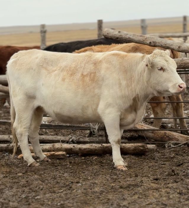 Продам телок коров аулиекольской породы