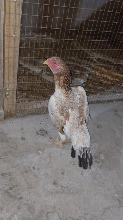 Дакан курица Китай