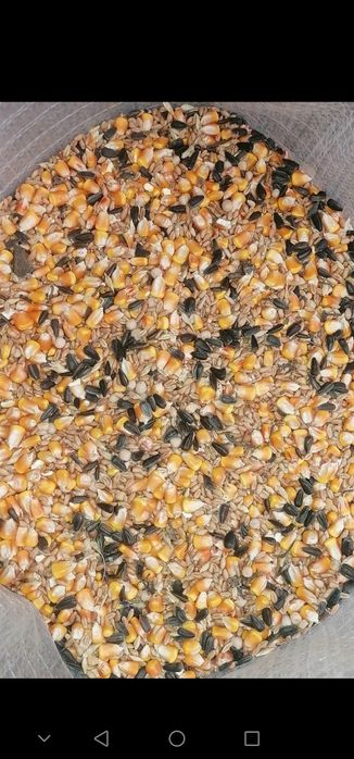 vând amestec din grau porumb orz mazare și floarea soarelui.