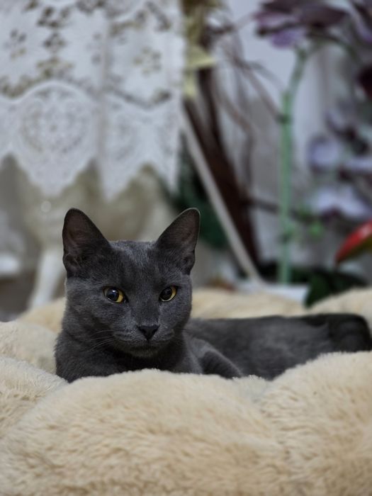 Căutăm un cămin iubitor pentru adorabila pisicuța.