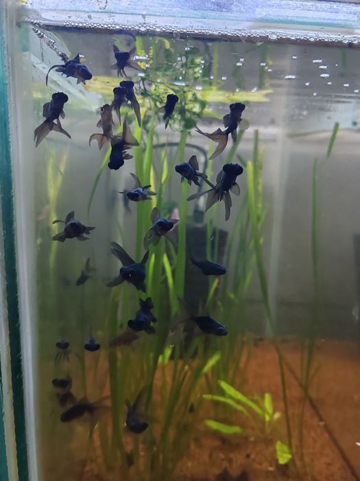 Carasi iaz :aurii, oranda, negru telescopic, calico