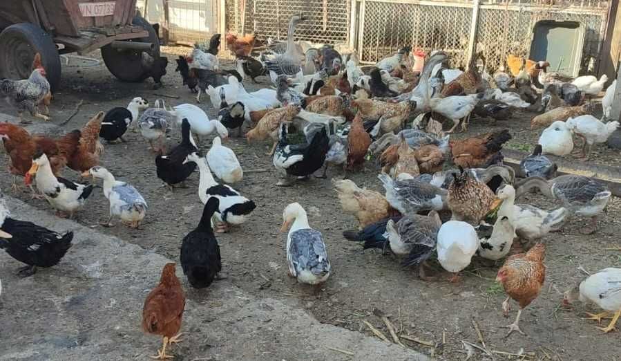 Rate si gaste de vanzare