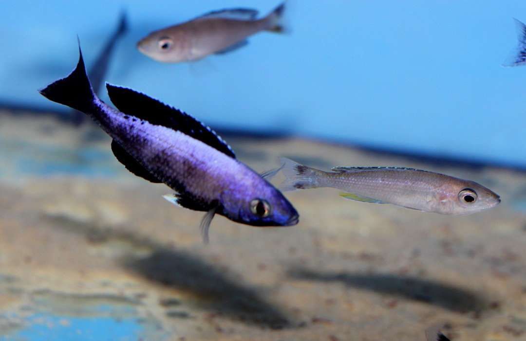 Siprahromis Jumbo kitumba maloklari
