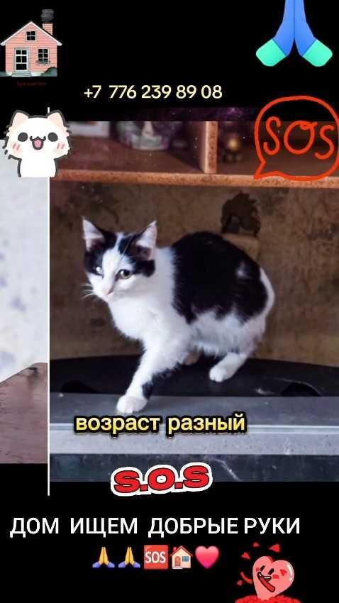 Коты и кошки ищут дом! Срочно!