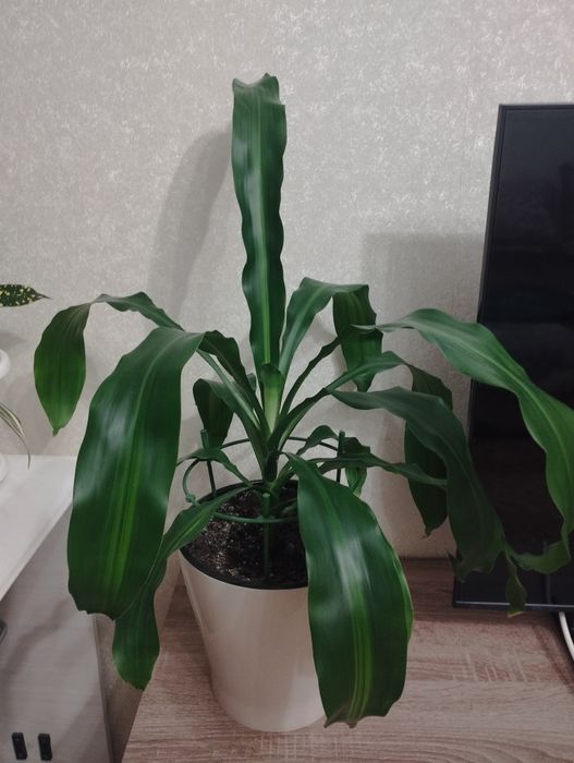 Комнатное растение драцена, район Евразии