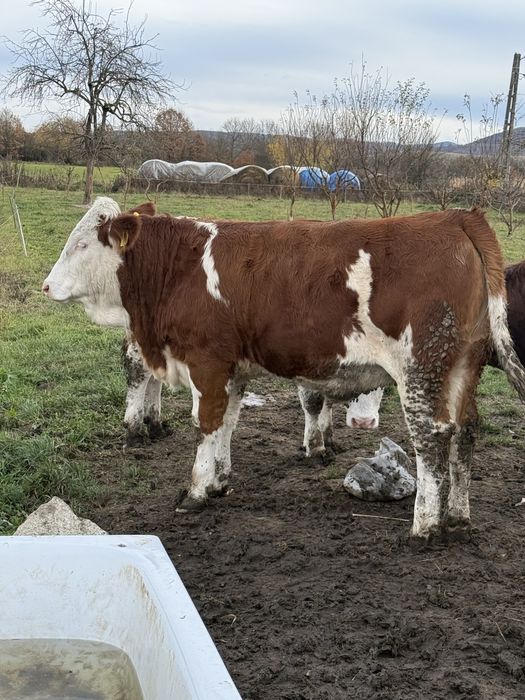 Vand 3 vitele si un vitel !