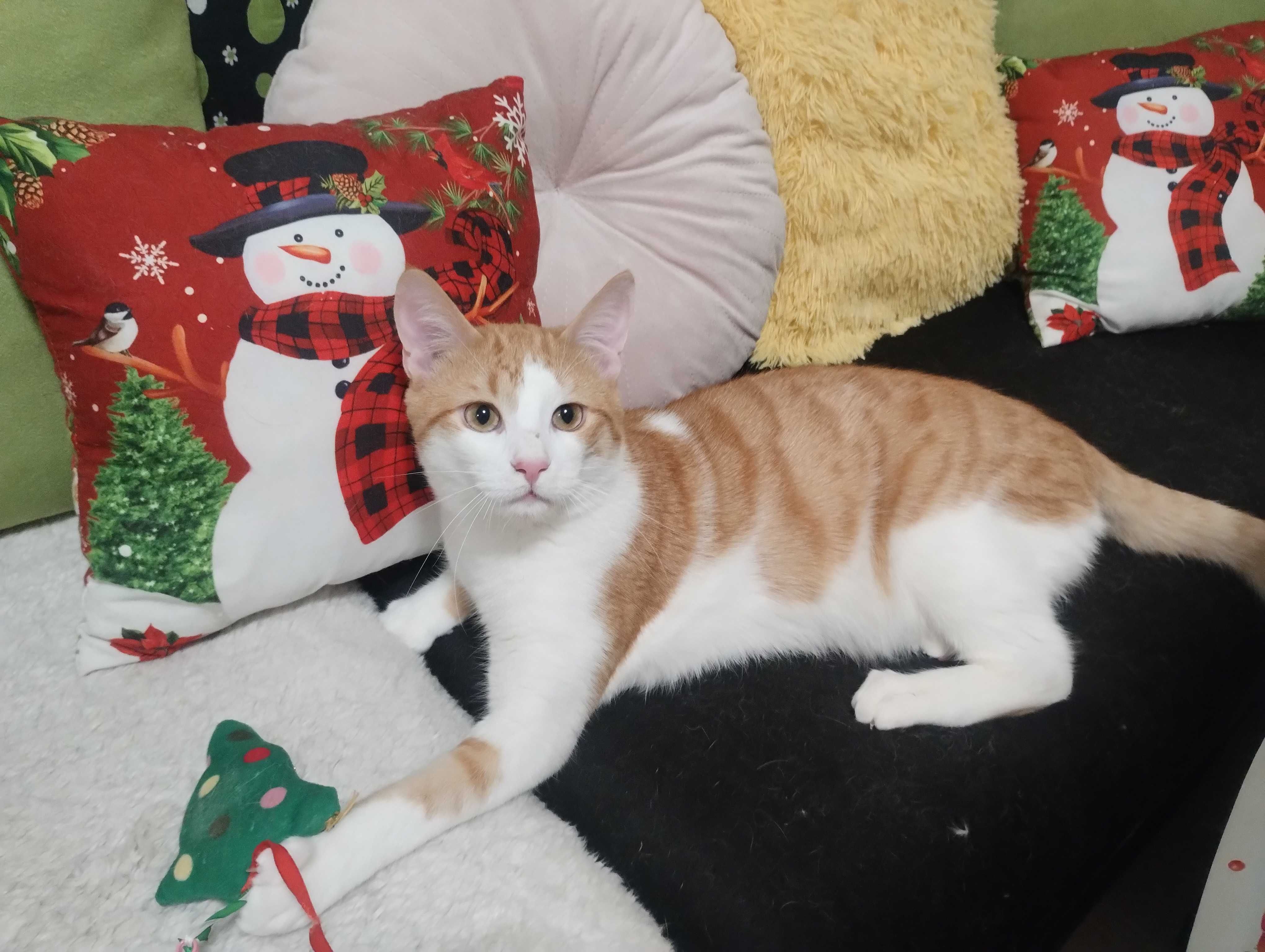 Рижаво коте търси своя дом за винаги
