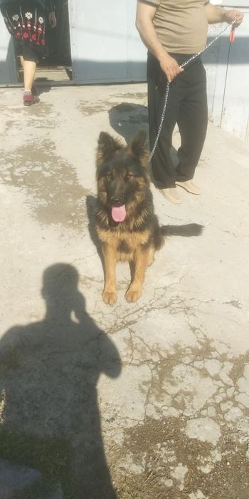 Авчарка зудлик билан сотилади