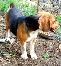 Mascul Beagle 2 ani