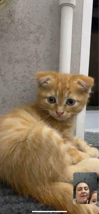 отдам рыжего котенка, вислоухий