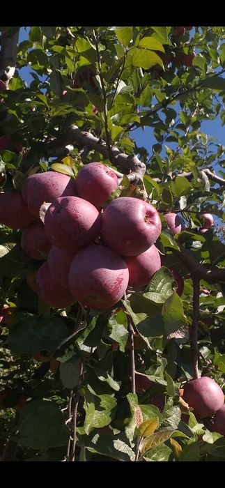 Vând Mere idaret 4,50  lei kg,Mutiu 3,50 lei kg,Florina 3,50 lei kg