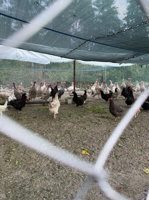 Домашни пуйки отглеждани свободно!