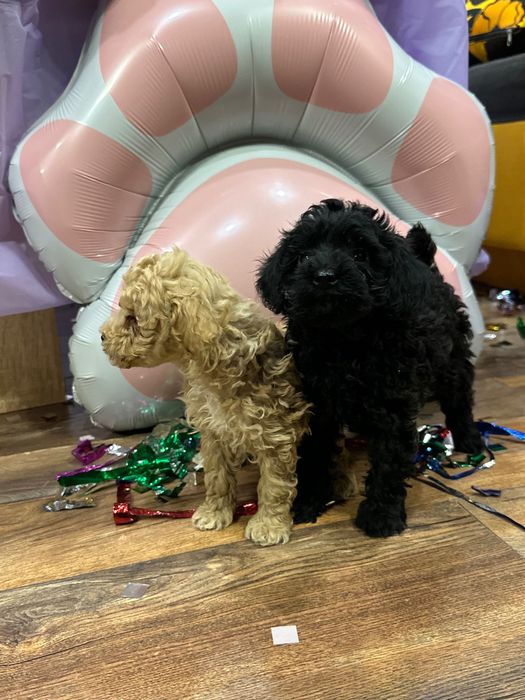 Пудел той пудели