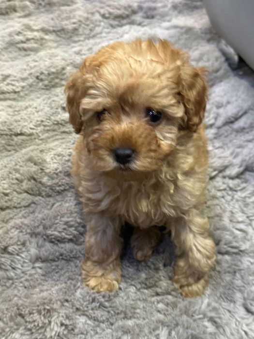 Той пудел  на 2 месеца  момиче