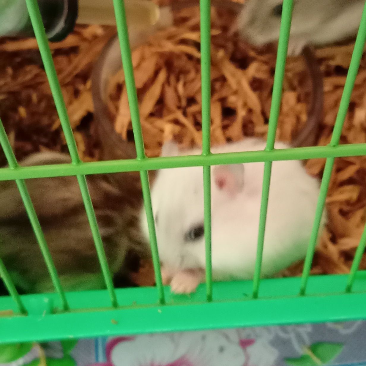 Donez hamsteri mici