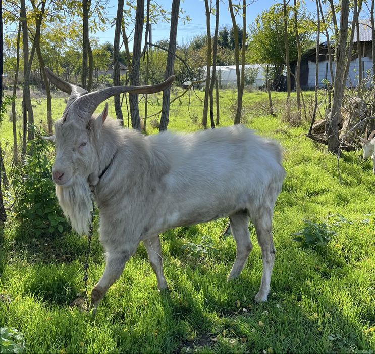 Țap de rasă Saanen