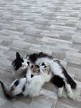 Малки котенца на около 2 месеца