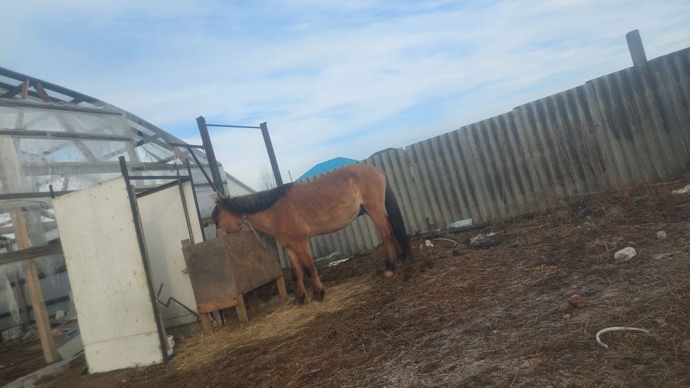 Жылқы сатылады..мініп үиренген.өте жуас .мпл бағуға  жақсы..үрікпеиді.