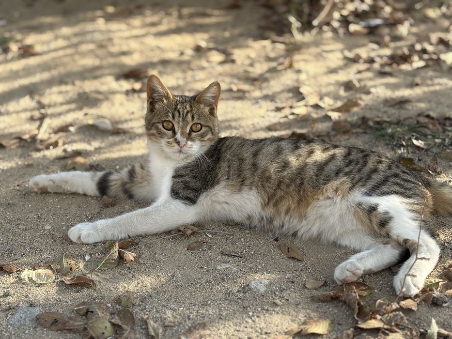 Котенок в добрые руки