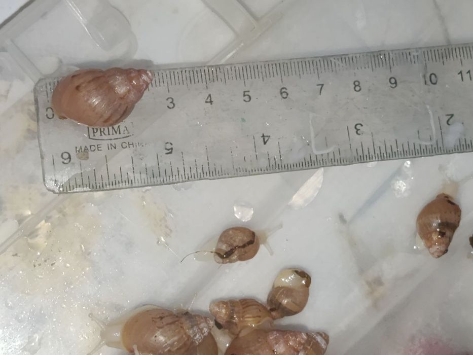 продаётся улитки