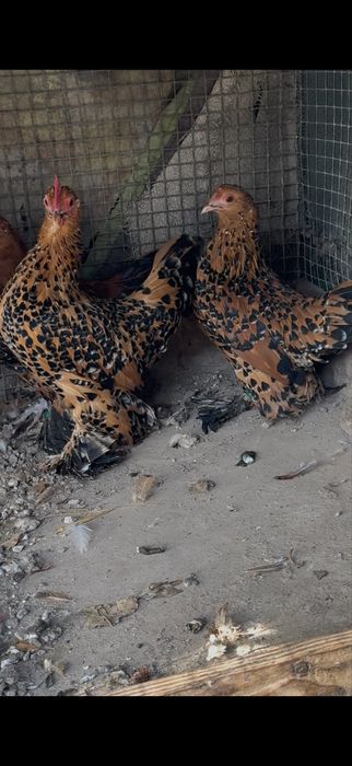 Vand mii de flori portelan barbos