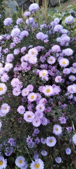 Продам сентябринки и корни геогинов