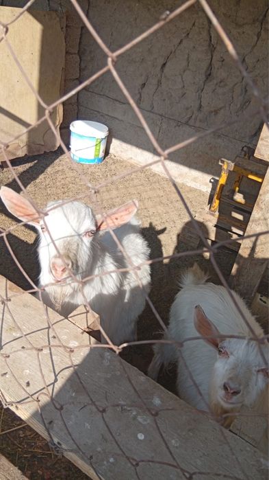 Заненский парода теке лақ