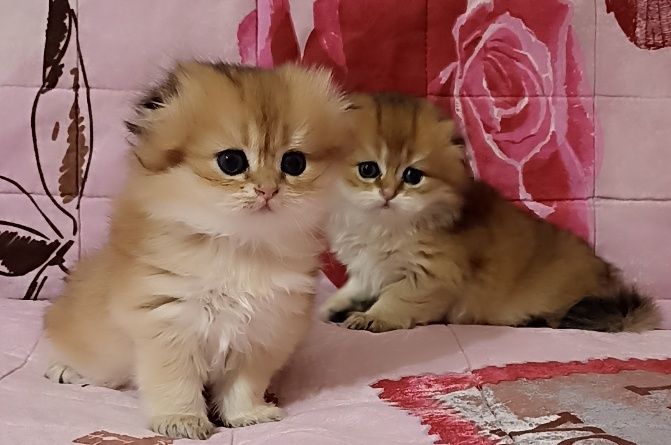 Хайленд скотиш фолд