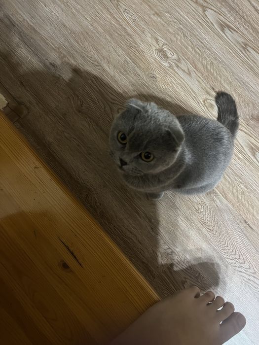 Кот британский вислоухий
