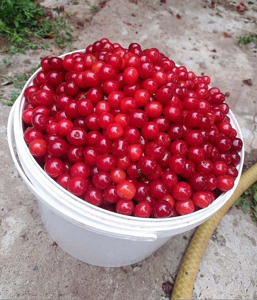 Вишня Черешня на компот, заморозку