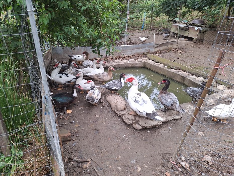 Vind rațe mute rață 100bucata și rățoiul 150buc