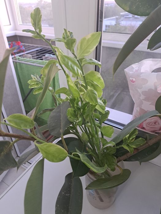 Продам отростки фикуса, алоэ, гибискуса. Алоэ идет цельное уже посажен