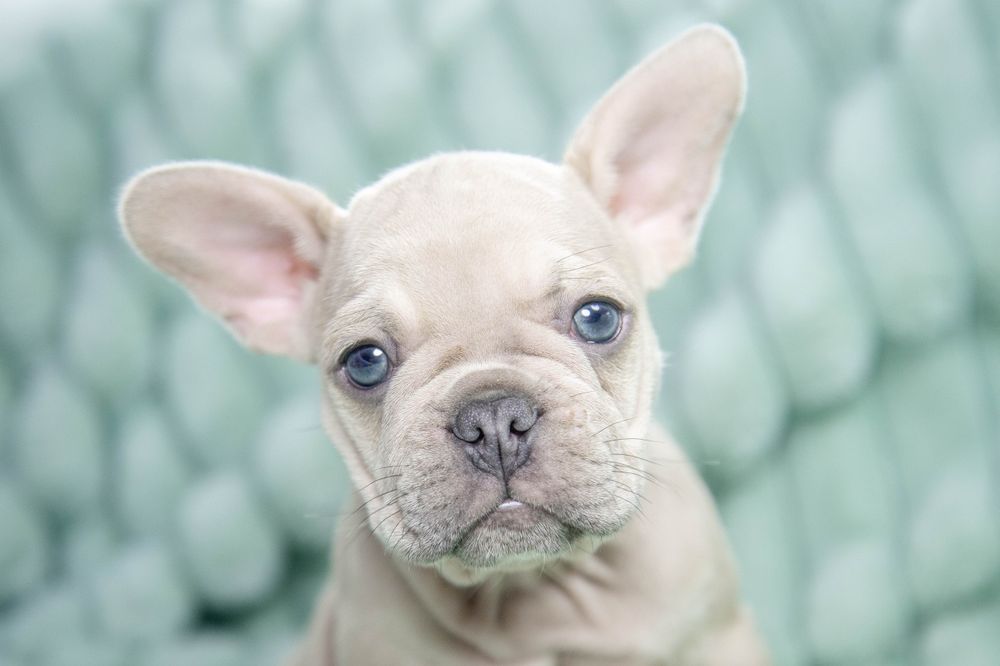 bulldog francez crem deschis