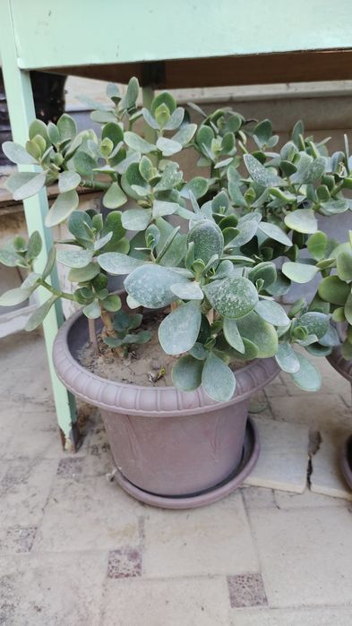 Продается денежное дерево