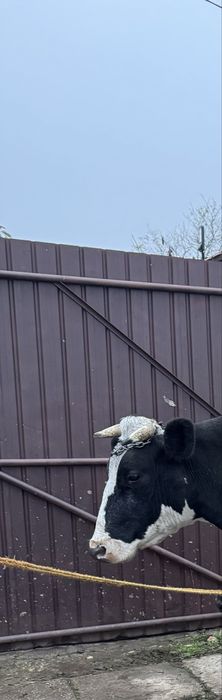 Vand vaca de 3 fatari ! Detalii in privat