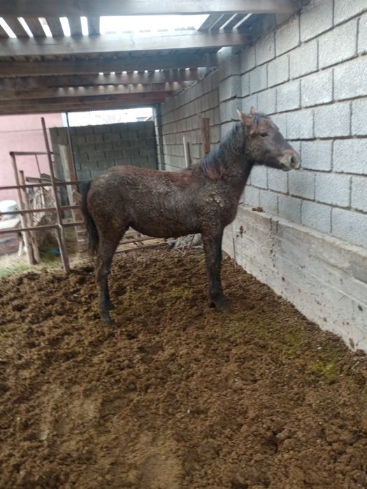 Тай сатылады ұрғашы