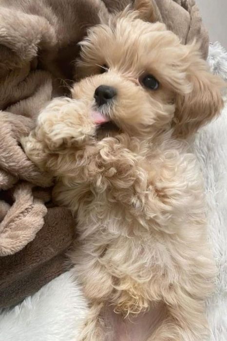 Maltipoo Băiat Apricot
