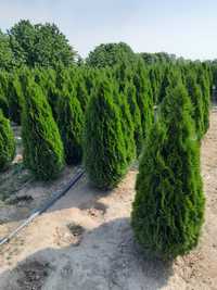 Vând plante tuia thuja smaragd Chiparos leylandi